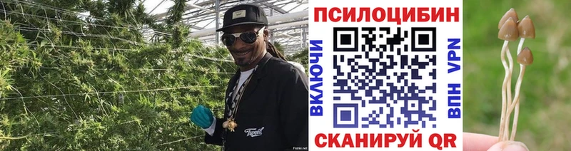 Галлюциногенные грибы Psilocybine cubensis  Кимовск 